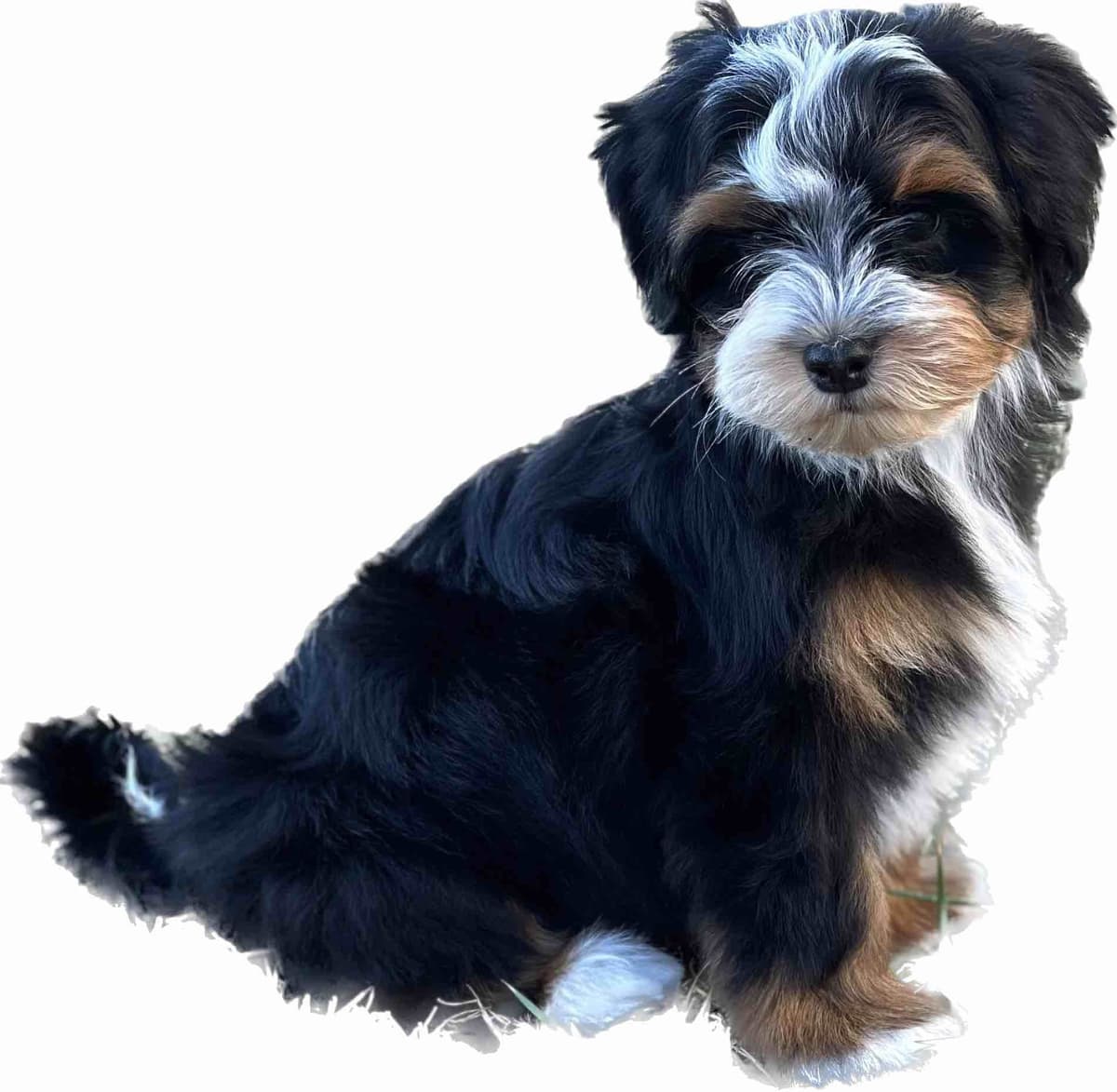 Havanese Puppies breeder image 25