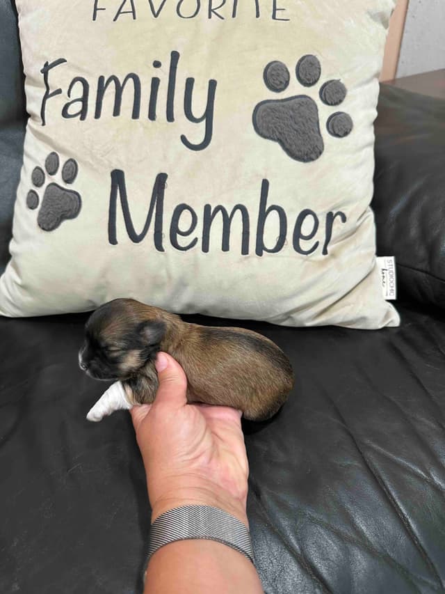 Havanese Puppies media 3