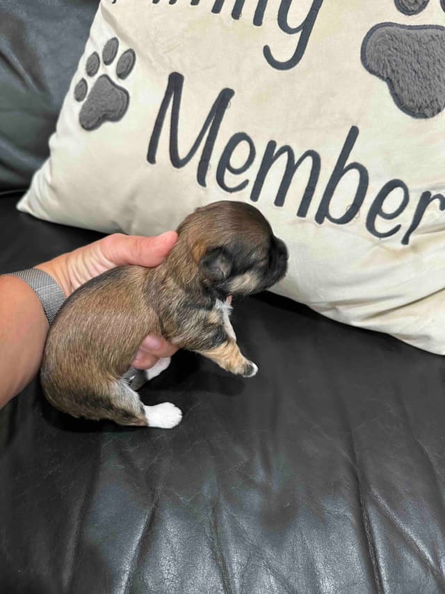 Havanese Puppies media 4