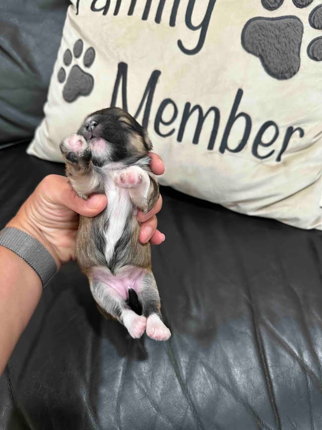 Havanese Puppies media 5