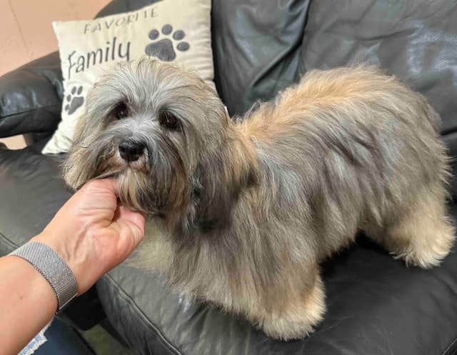 Havanese Puppies media 6