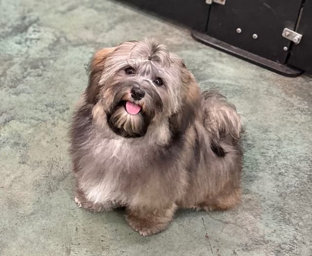 Havanese Puppies media 7