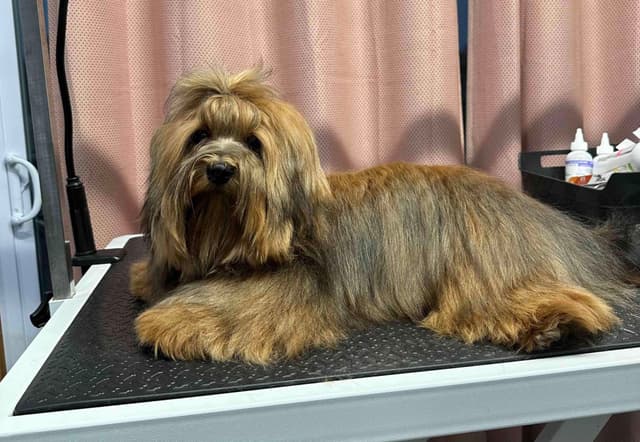 Havanese Puppies media 8