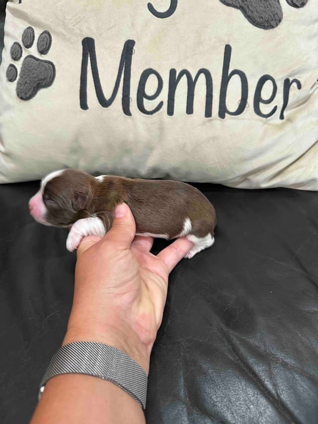 Havanese Puppies media 4