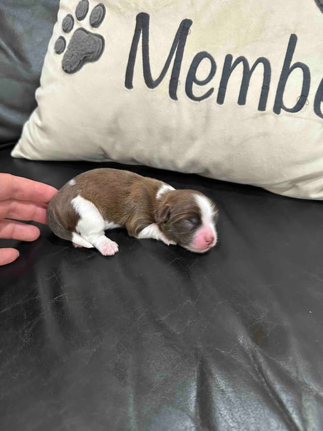 Havanese Puppies media 5