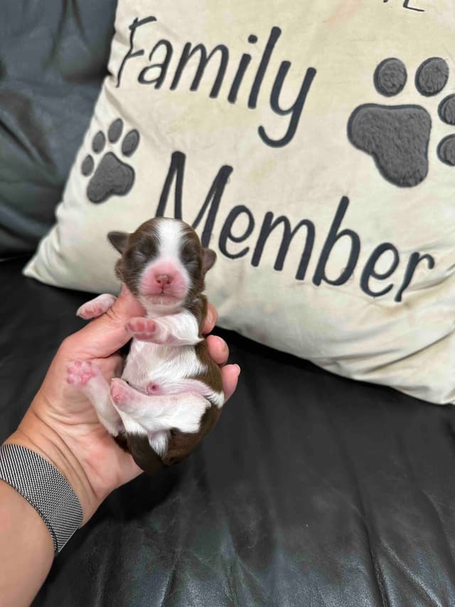Havanese Puppies media 6