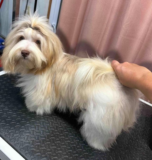 Havanese Puppies media 7