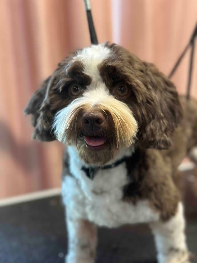 Havanese Puppies media 8