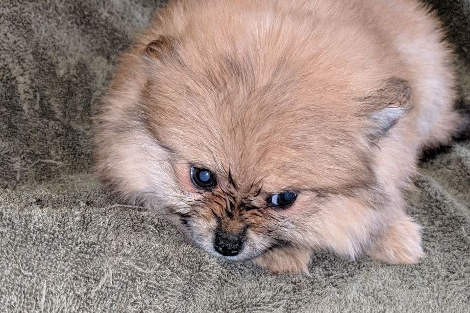 Yorkshire Terrier Puppies breeder image 11