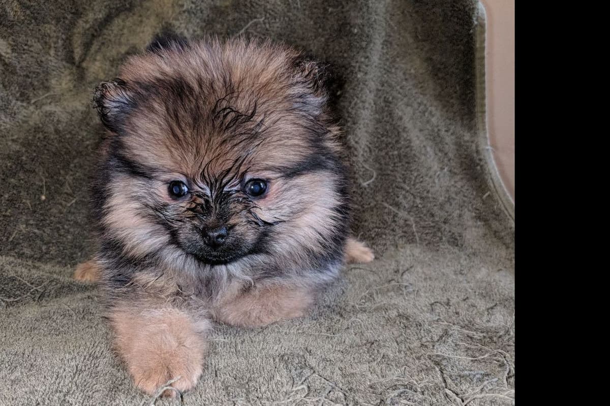 Yorkshire Terrier Puppies breeder image 10