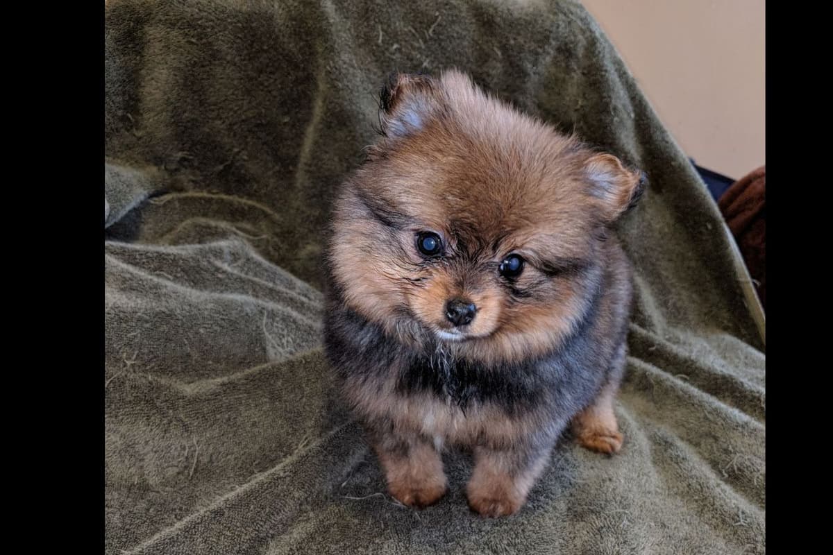 Yorkshire Terrier Puppies breeder image 6
