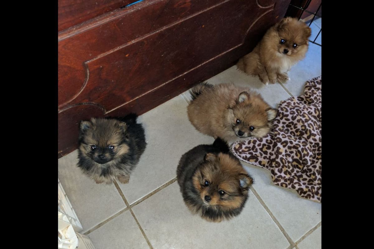 Yorkshire Terrier Puppies breeder image 3