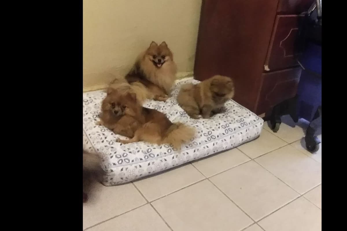 Yorkshire Terrier Puppies breeder image 1