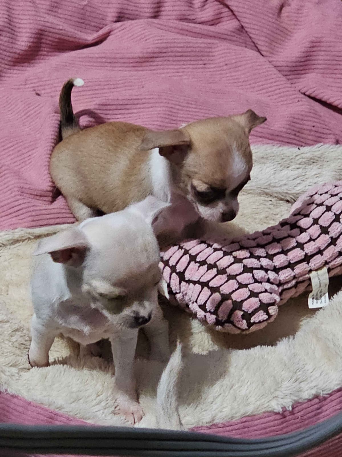 Yorkshire Terrier Puppies breeder image 25