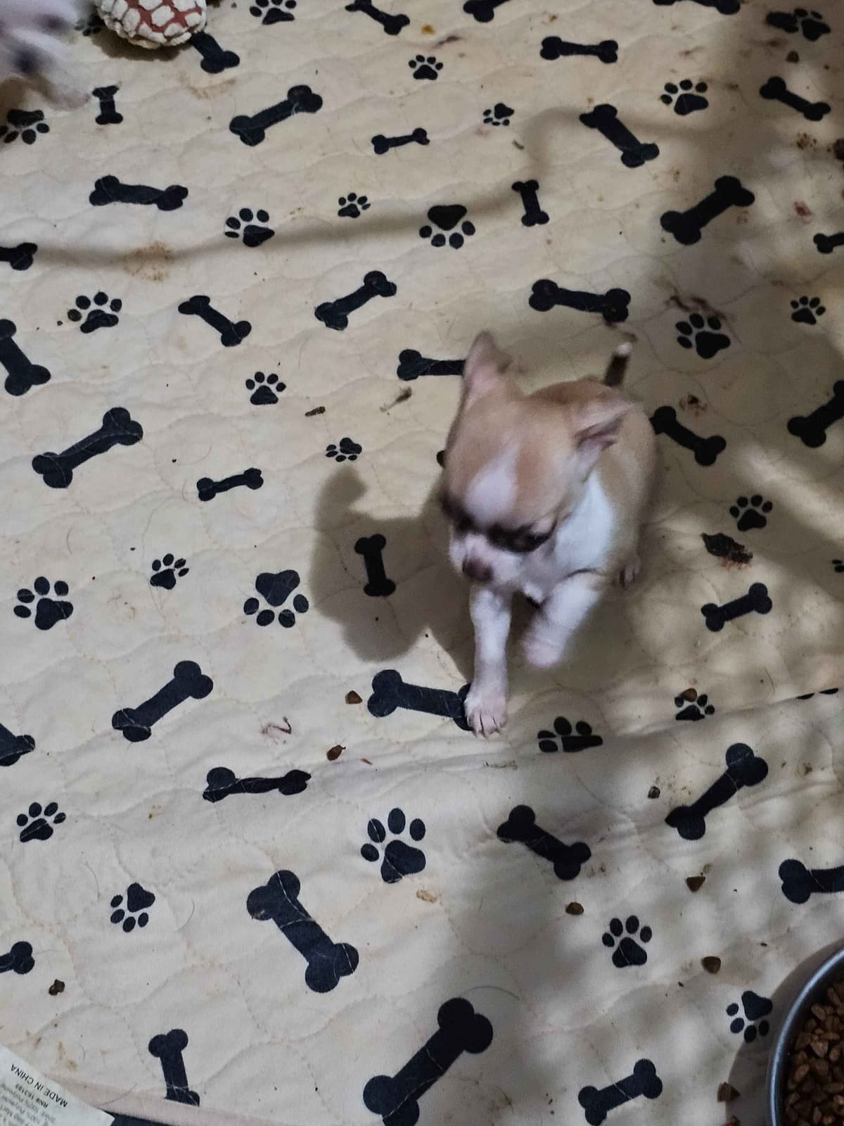 Yorkshire Terrier Puppies breeder image 27