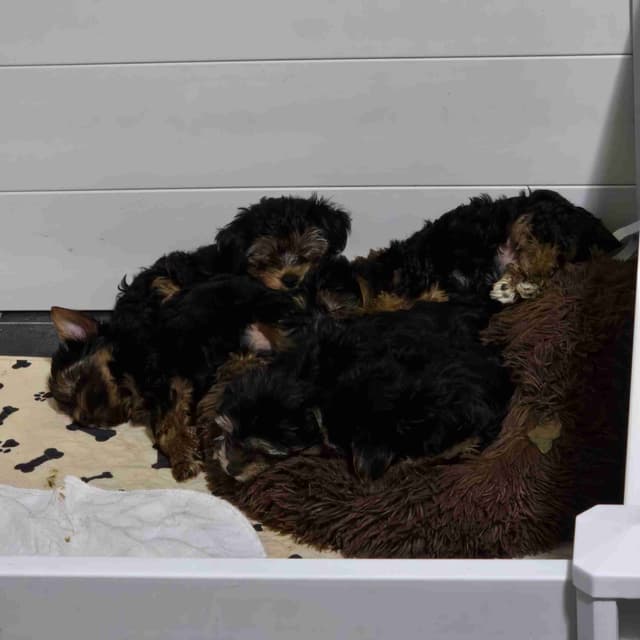 Yorkshire Terrier Puppies media 3