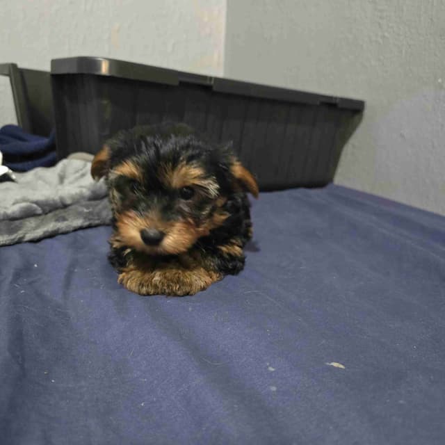 Yorkshire Terrier Puppies media 4