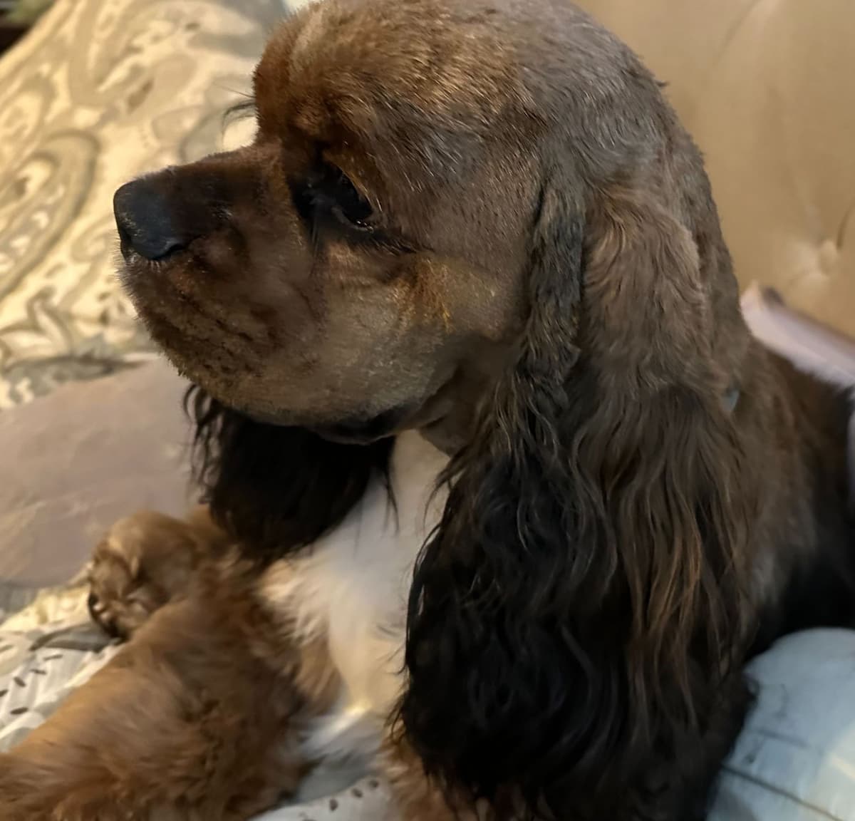 Cocker Spaniel Puppies breeder image 1