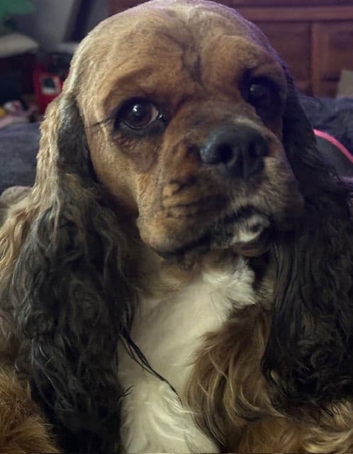 Cocker Spaniel Puppies breeder image 2