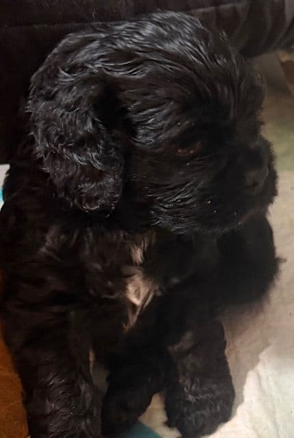 Cocker Spaniel Puppies breeder image 5