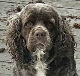 Cocker Spaniel Puppies breeder image 3
