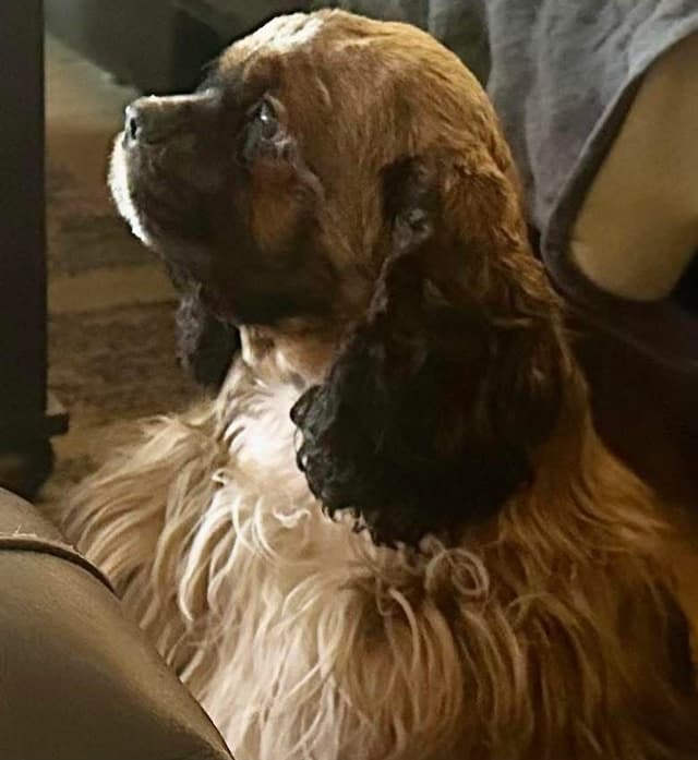 Cocker Spaniel Puppies media 4