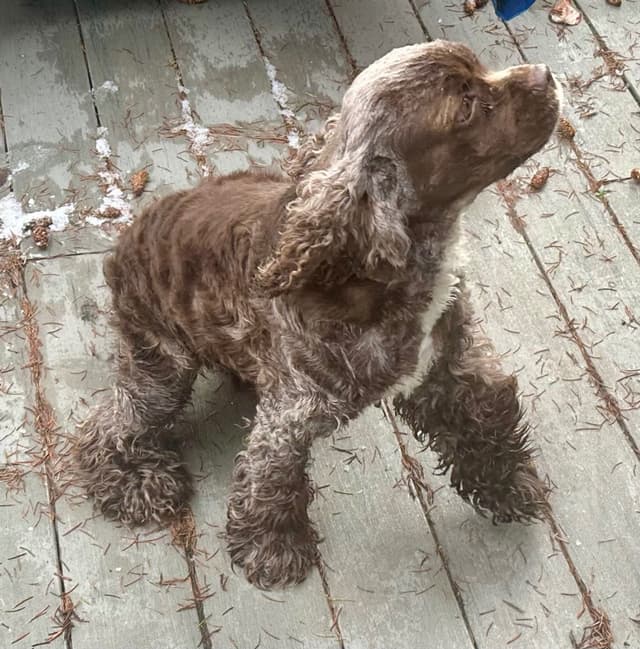 Cocker Spaniel Puppies media 5