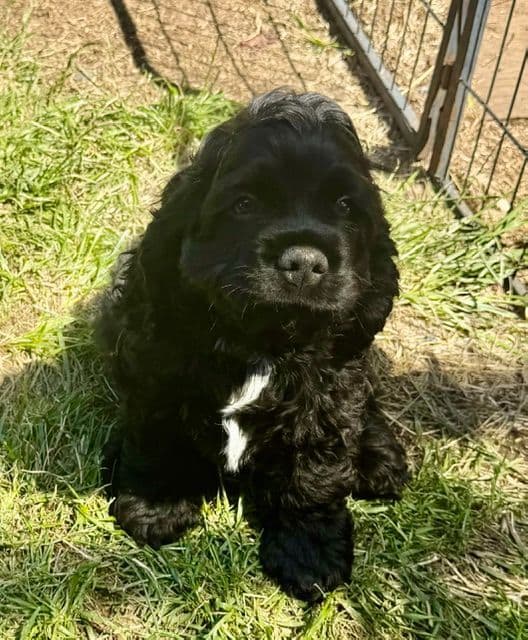 Cocker Spaniel Puppies media 3