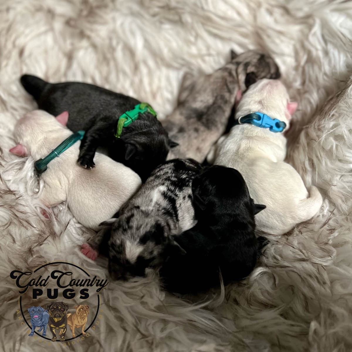 Pug Puppies breeder image 2