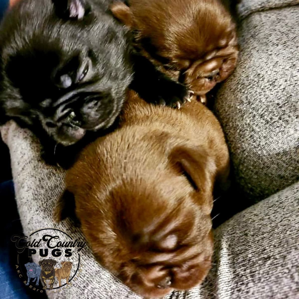 Pug Puppies breeder image 3