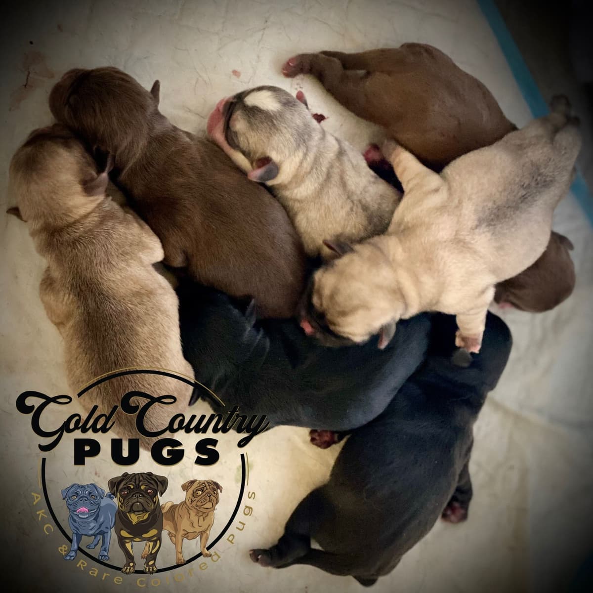 Pug Puppies breeder image 4