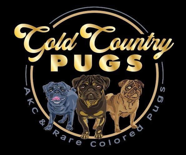 Pug Puppies breeder image 5