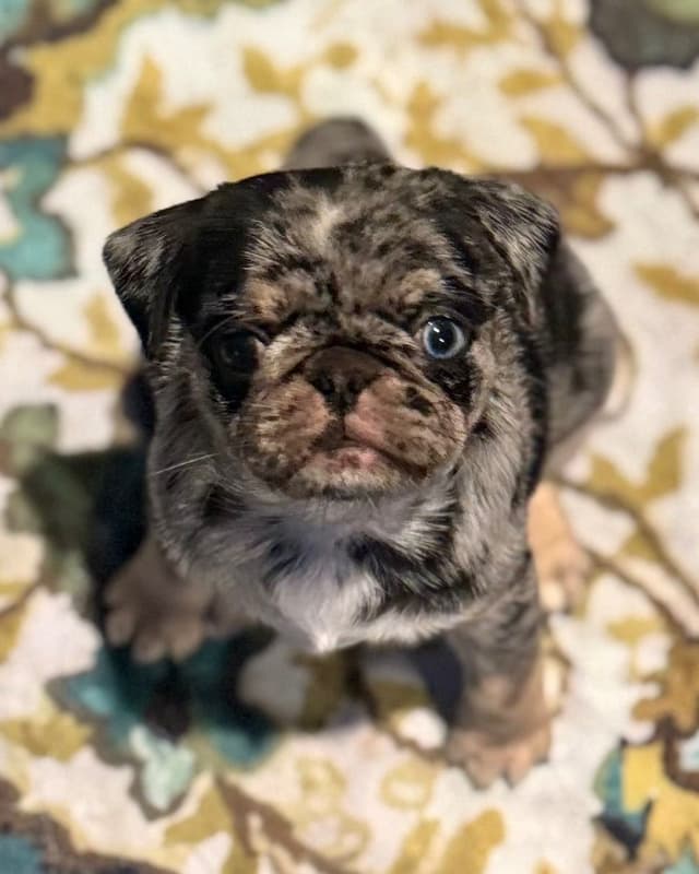 Pug Puppies media 2