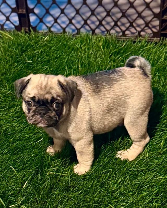 Pug Puppies media 4