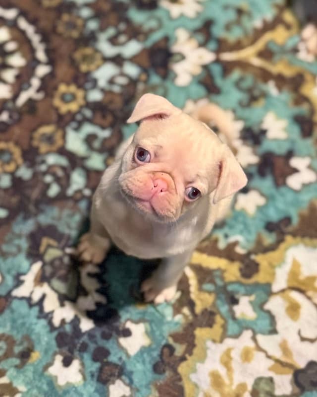 Pug Puppies media 5