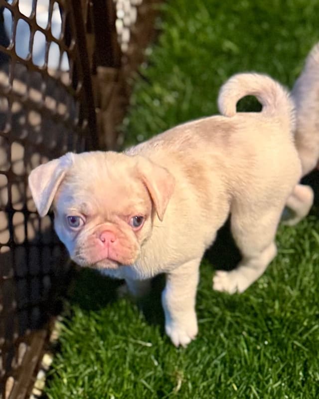 Pug Puppies media 6