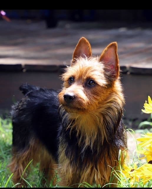 Australian Terrier Puppies breeder image 4