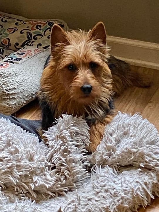 Australian Terrier Puppies breeder image 2