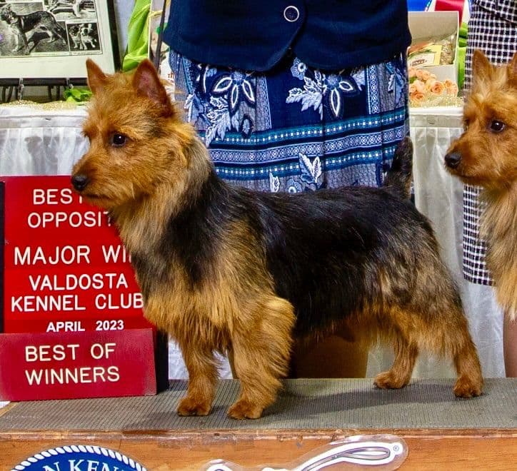 Australian Terrier Puppies breeder image 3