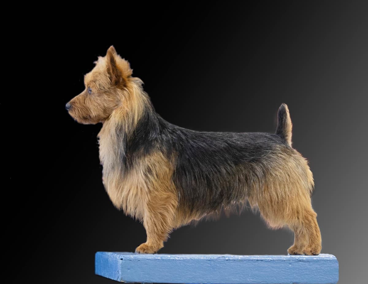 Australian Terrier Puppies breeder image 1