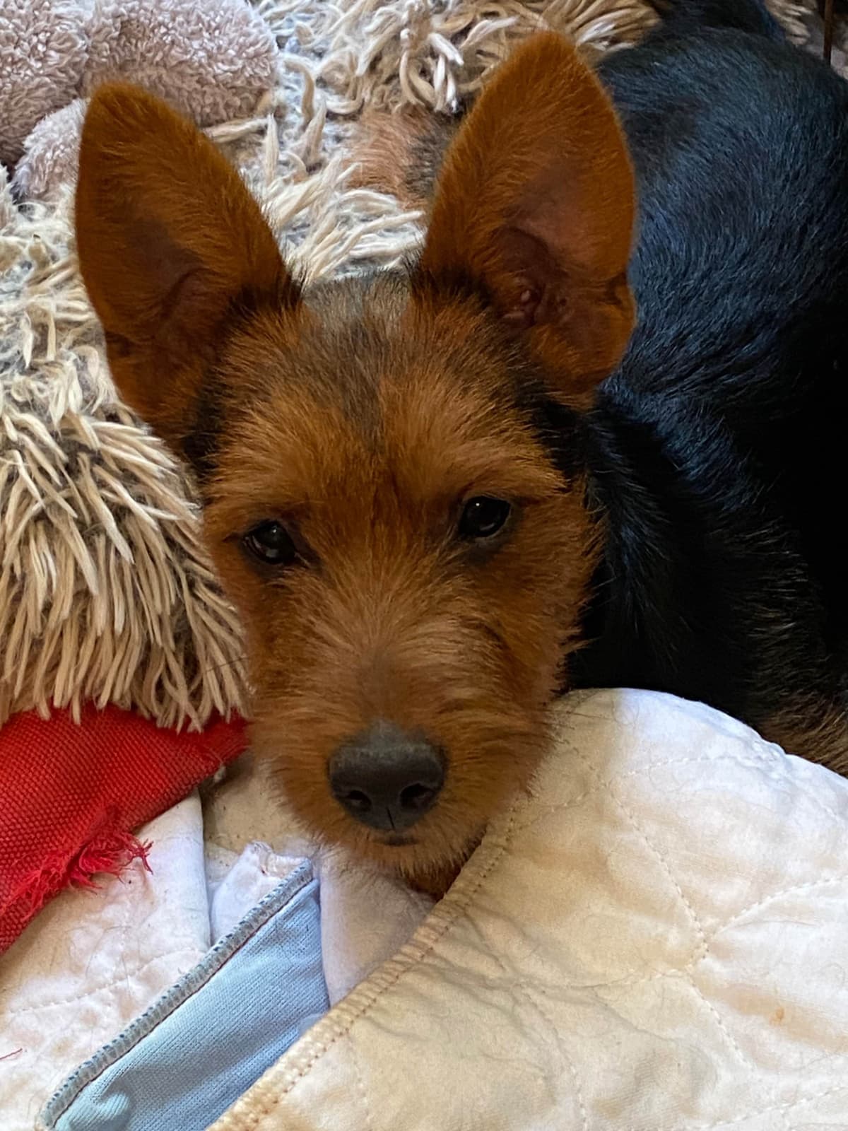 Australian Terrier Puppies breeder image 6