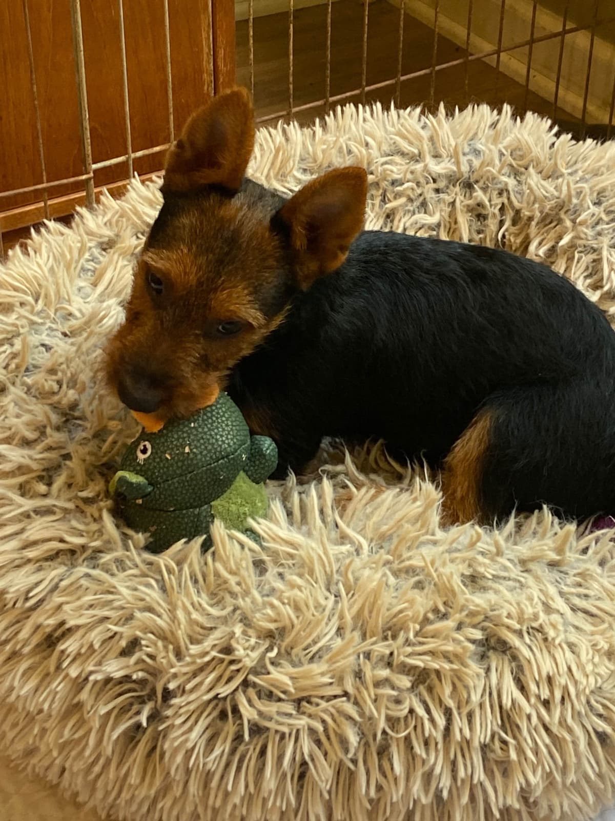 Australian Terrier Puppies breeder image 7