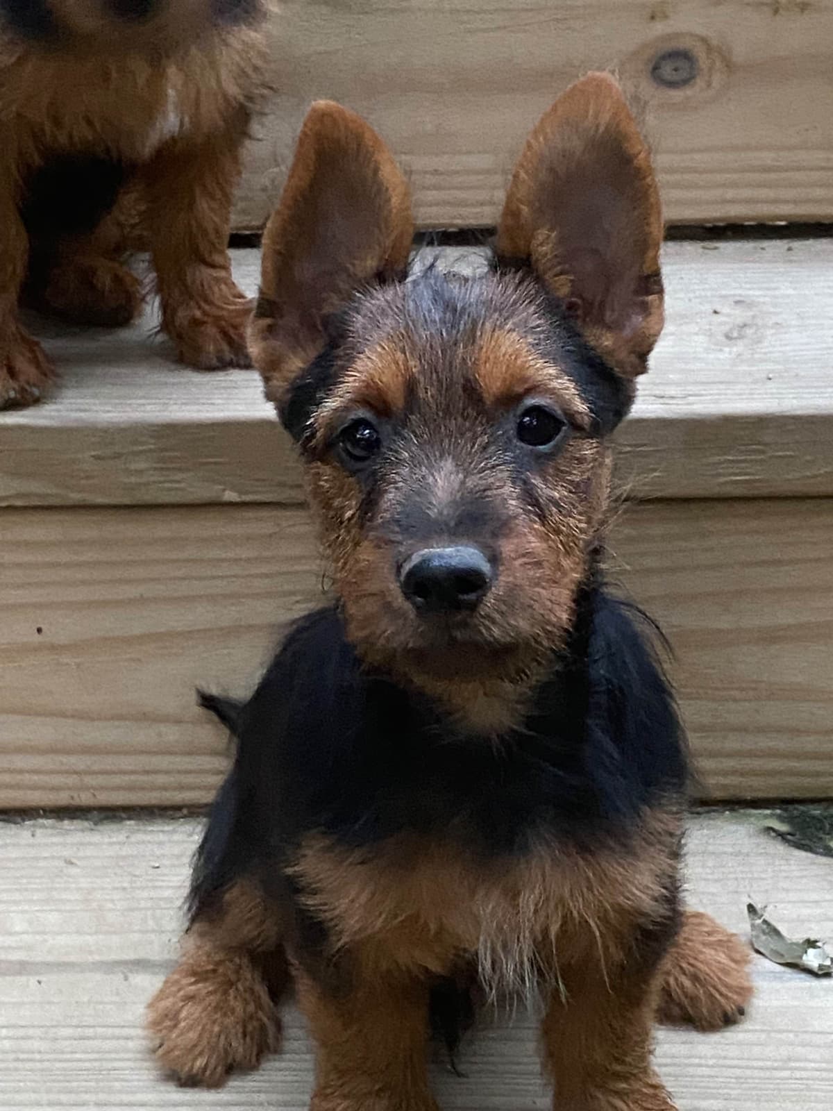 Australian Terrier Puppies breeder image 8