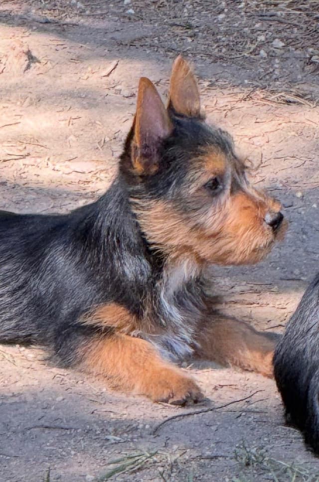 Australian Terrier Puppies media 3