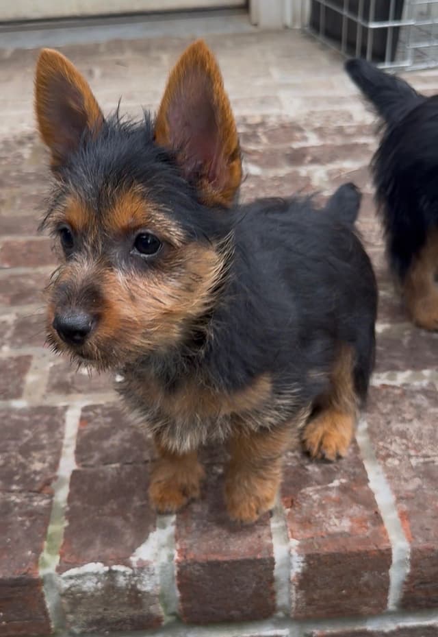 Australian Terrier Puppies media 5