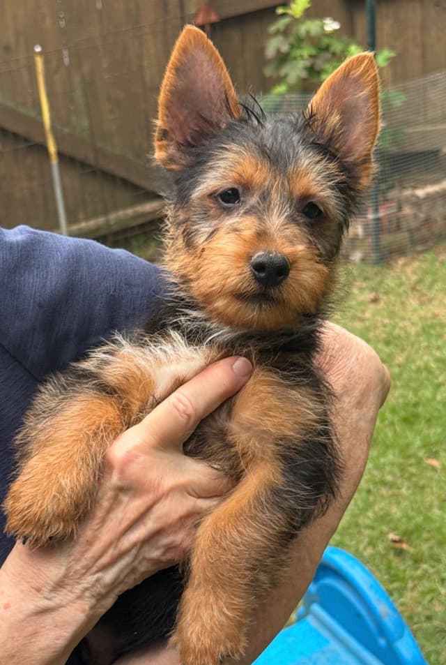 Australian Terrier Puppies media 4