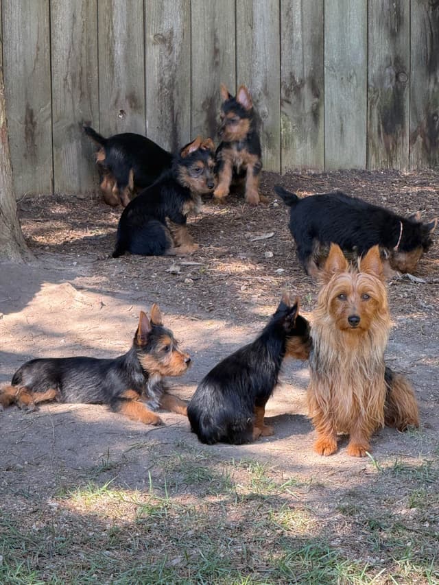 Australian Terrier Puppies media 6