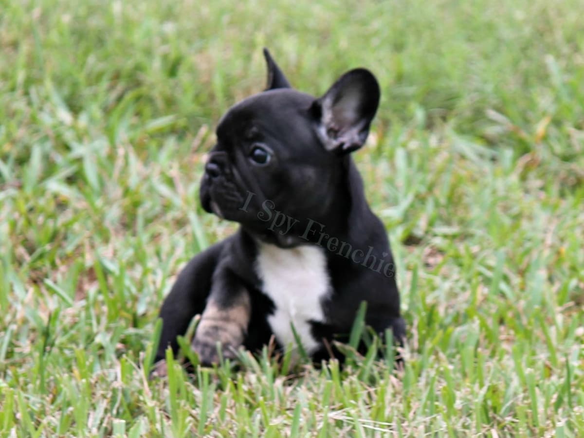 French Bulldog Puppies breeder image 1