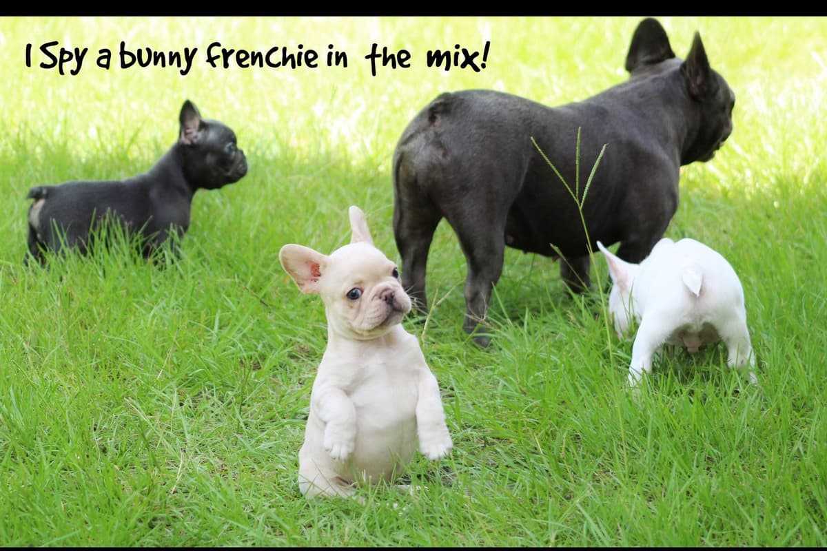 French Bulldog Puppies breeder image 5