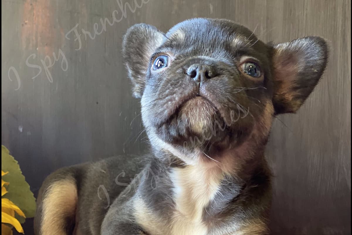 French Bulldog Puppies breeder image 6